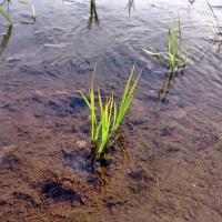 田植え完了しました！
